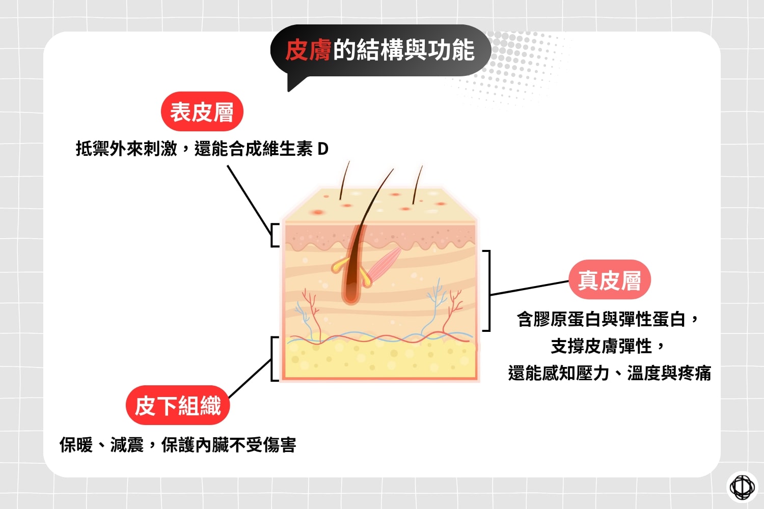 人類皮膚的結構圖解，包括表皮層、真皮層，以及皮下組織。